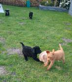 🥰super leuke medium golden doodle pups F2 x toypoedel🥰, Dieren en Toebehoren, Parvo, Overige rassen, 8 tot 15 weken, Meerdere