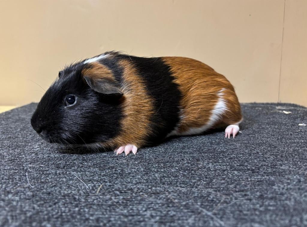 Mooie 3 kleur beer., Cavia, Mannelijk, December, Tam