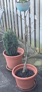 Vijgenboom, Overige soorten, 100 tot 250 cm, Zomer, Ophalen