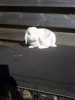 Te koop hangoor ram 2 jaar oud, Dieren en Toebehoren, Konijnen, Mannelijk, Hangoor