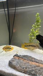 Rainbow Cichliden, Dieren en Toebehoren, Vissen | Aquariumvissen