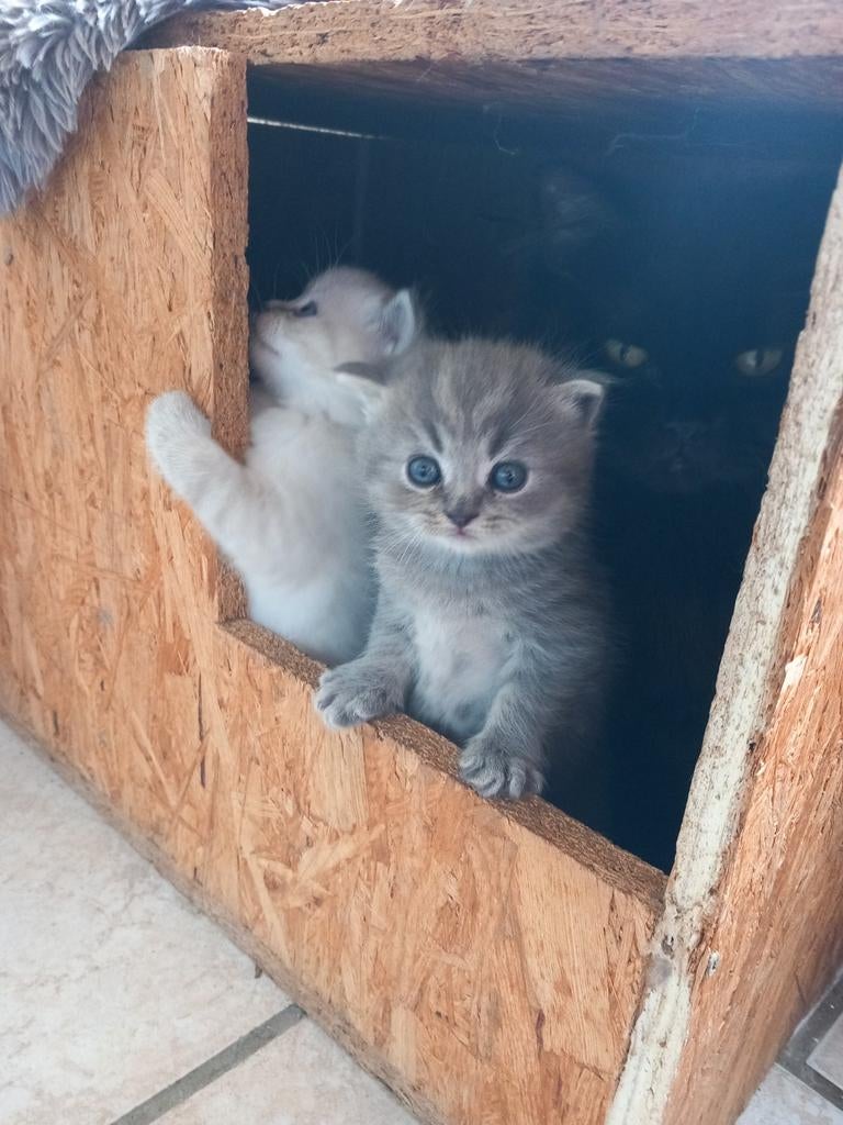 Brits langhaar kittens, Dieren en Toebehoren, Katten en Kittens | Raskatten | Langhaar, Kater