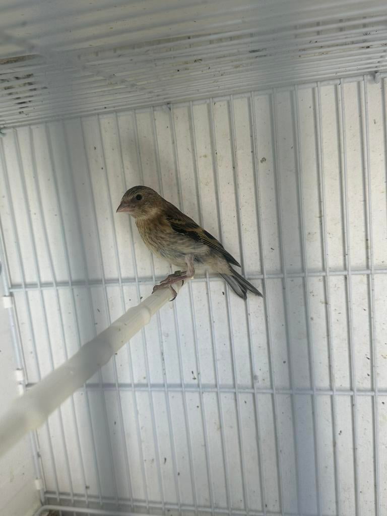 Putter bastaad 2026, Dieren en Toebehoren, Vogels | Overige Vogels, Geslacht onbekend, Wildzangvogel, Geringd