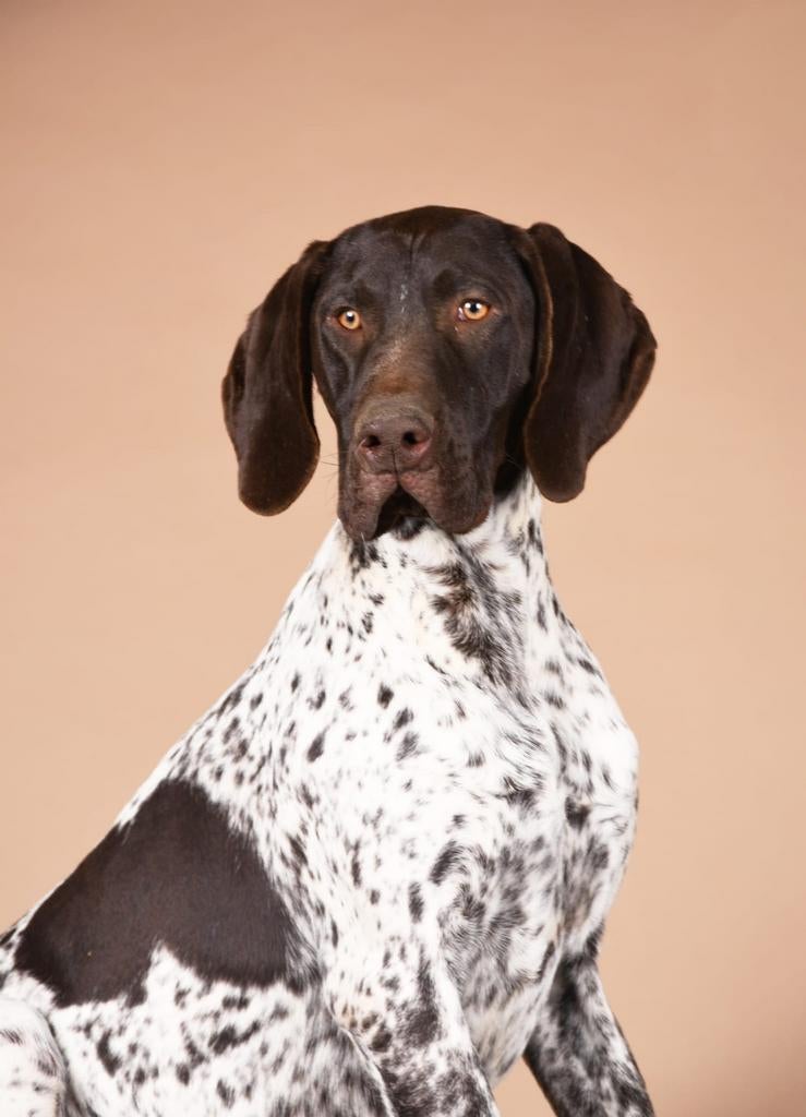 1 jarige duitse staande reu met stamboom, Duitse Staande hond, Fokker | Hobbymatig, Reu, 1 tot 2 jaar