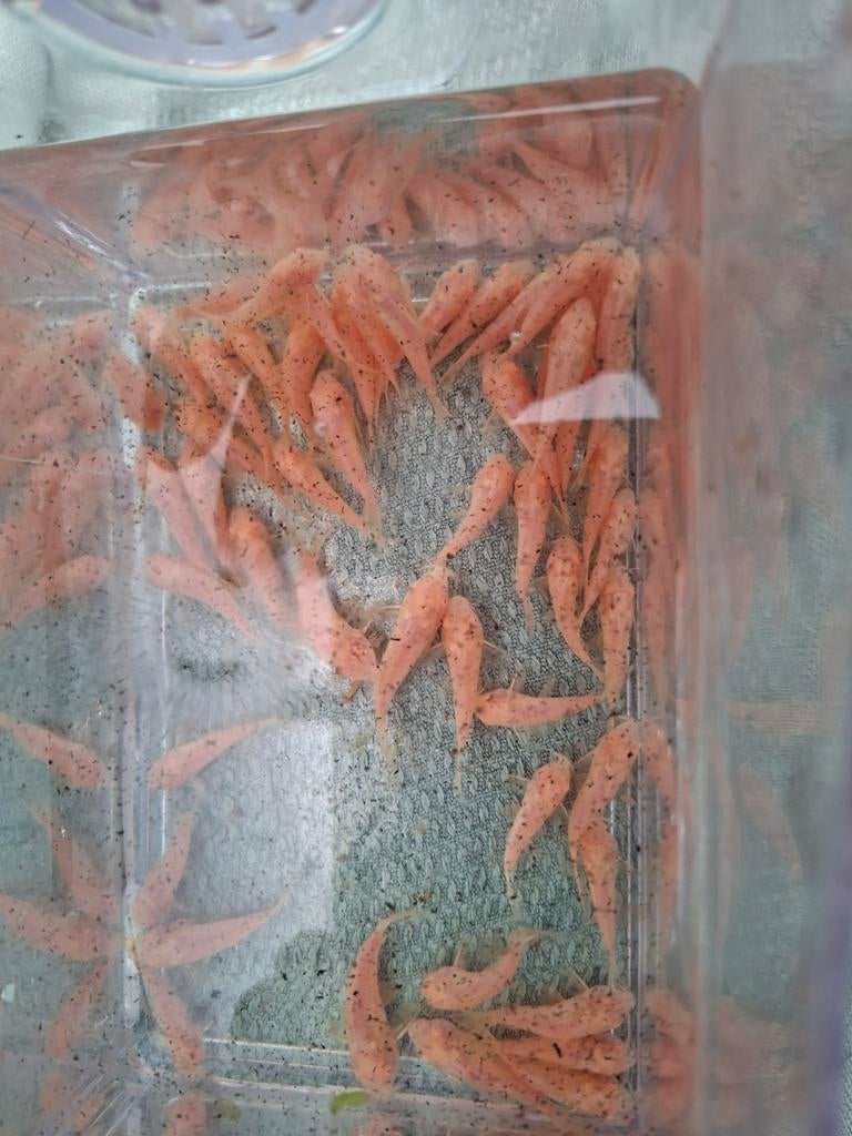 Corydoras albino, Dieren en Toebehoren, Vissen | Aquariumvissen, Vis