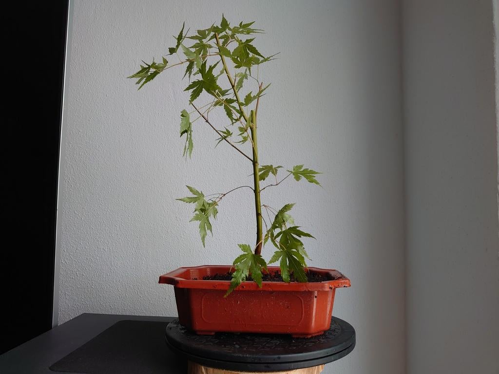 Bonsai Japanse esdoorn super starter, Ophalen, Bloeit niet, Overige soorten, Halfschaduw