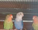 Rosseicollis '24 en '25, Geslacht onbekend, Parkiet