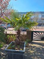 Winterharde palm, Ophalen, Bloeit niet, Overige soorten, Volle zon