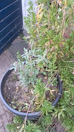 Budleia davidii, vlinderstruik 2à 3 jarige zaailing, Overige soorten, 100 tot 250 cm, Zomer, Ophalen