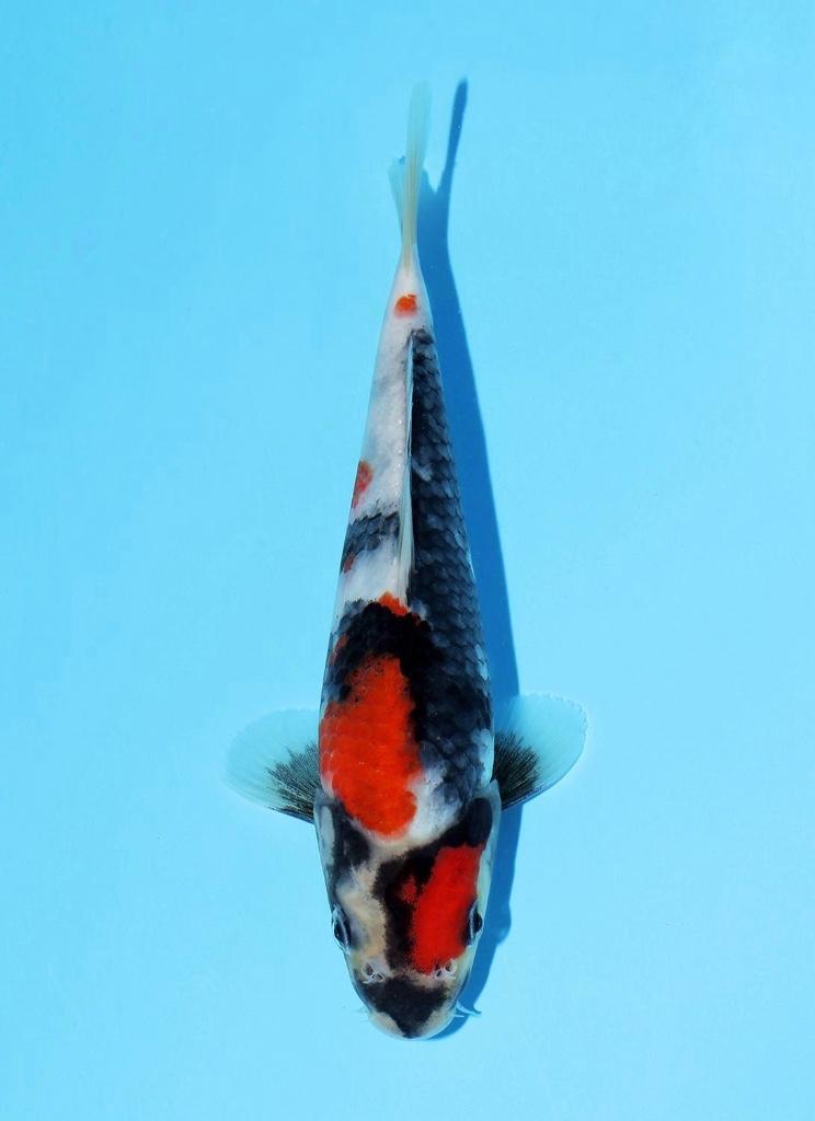Diverse Japanse koi karpers, Karper of Koi