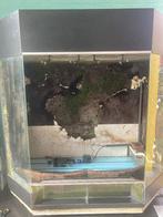 Terrarium/paludarium, Ophalen, Gebruikt, Terrarium of Paludarium