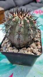 CACTUS COPIAPOA CONQUIMBANA BLAUWE PLANTEN ZEER MOOI, Ophalen of Verzenden, Minder dan 100 cm, Volle zon, In pot