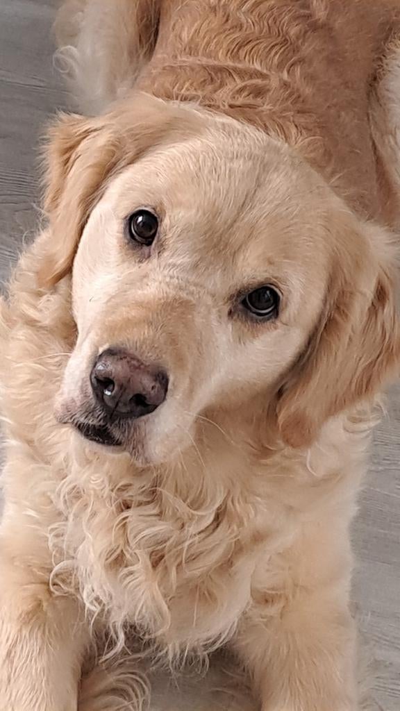 Golden Retriever teef met gebruiksaanwijzing, Dieren en Toebehoren, Honden | Herdershonden en Veedrijvers, 6 jaar of ouder, Parvo