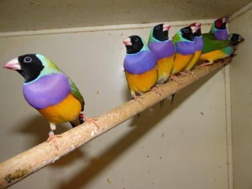 Gouldamadine | Passend advies Tropische vogels, Meerdere dieren, Tropenvogel