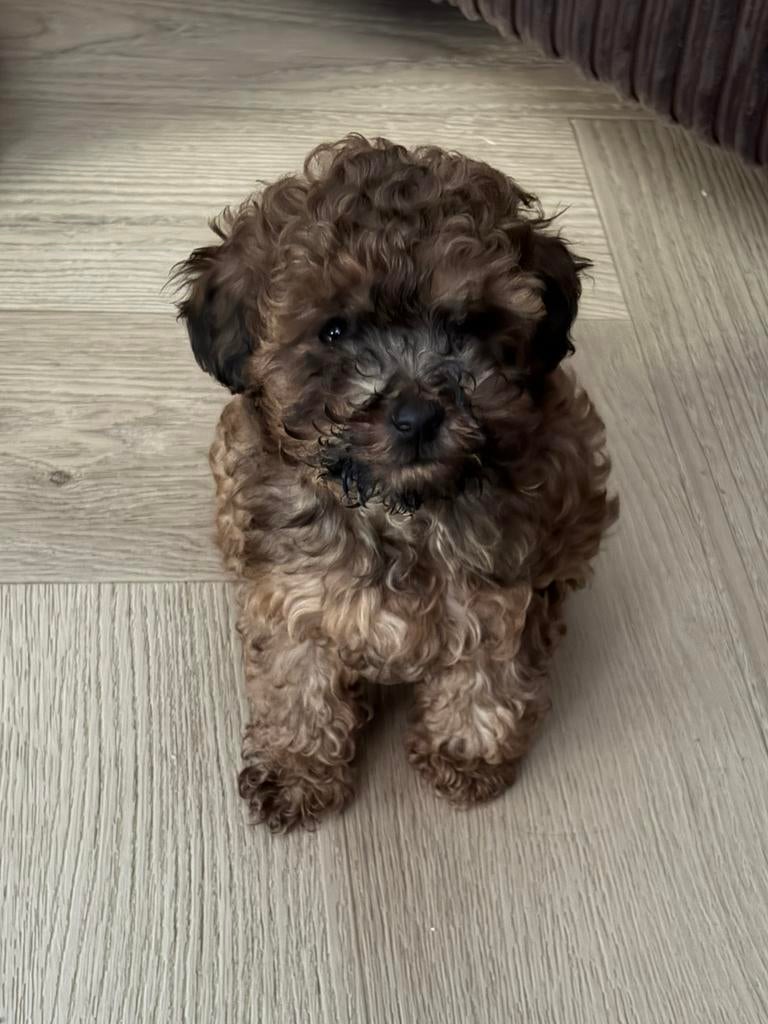 Toypoedels, Dieren en Toebehoren, Honden | Chihuahua's en Gezelschapshonden, Poedel, Parvo, 8 tot 15 weken, Meerdere dieren