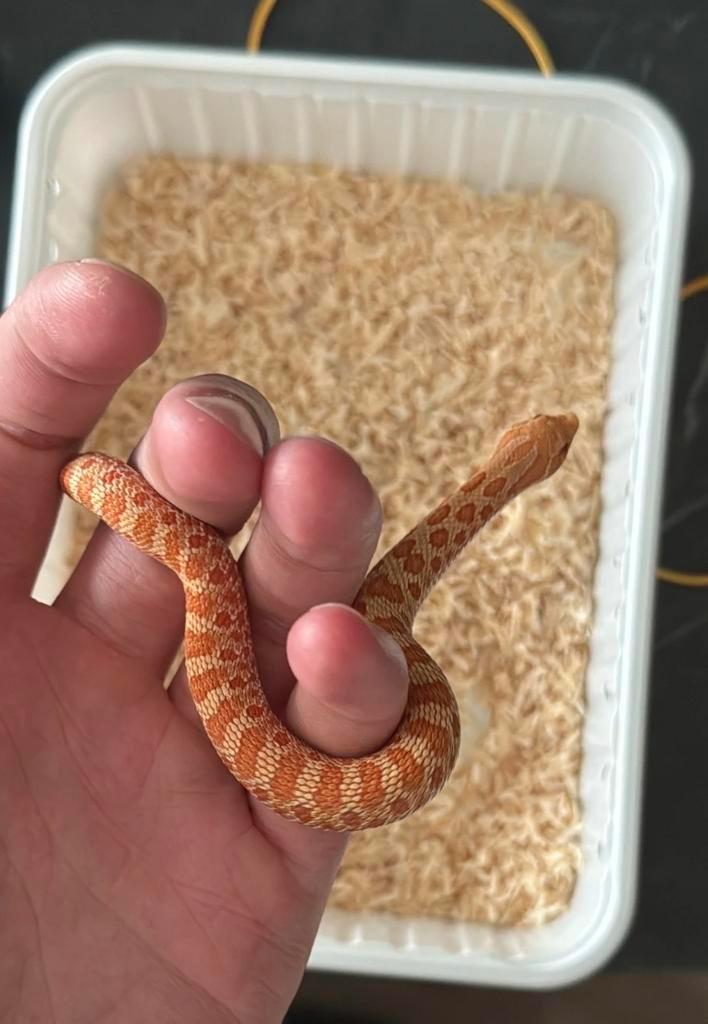 Haakneus Albino Het Axanthic