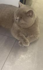 EXCLUSIEVE DEKKATER AANGEBODEN BRITSE KORTHAAR-NIET TE KOOP️