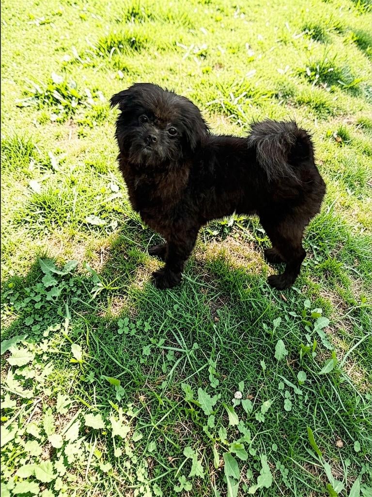 En pomeriaan shih tzu hondje, Dieren en Toebehoren, Honden | Chihuahua's en Gezelschapshonden, 1 tot 2 jaar, Eén hond, Nederland
