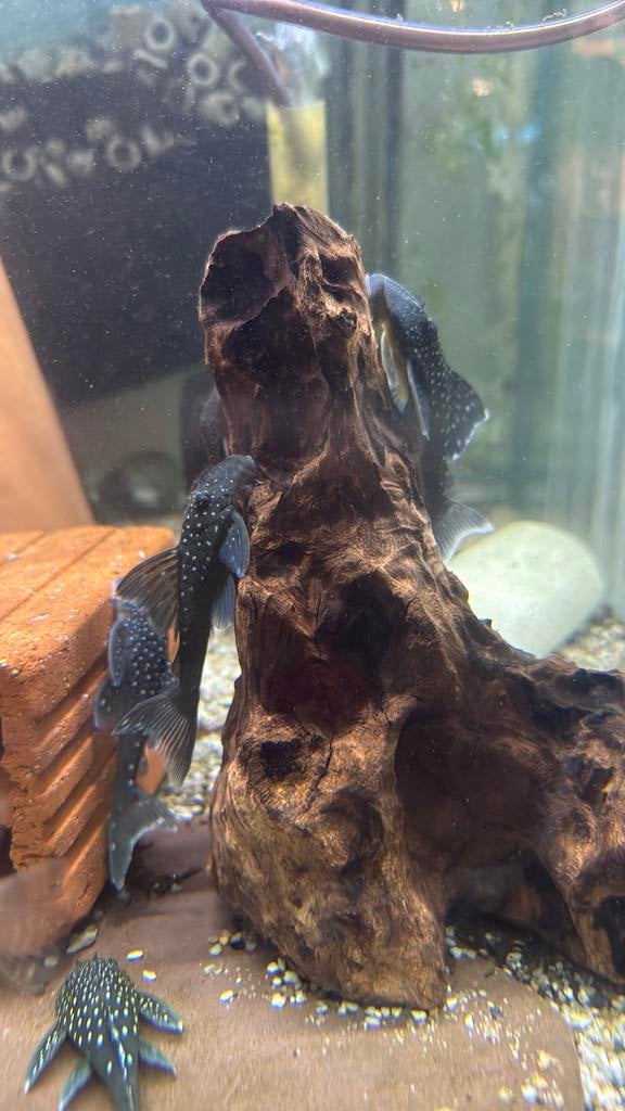 L128 blue phantom pleco maat m, Dieren en Toebehoren, Vissen | Aquariumvissen, Vis, Zoetwatervis