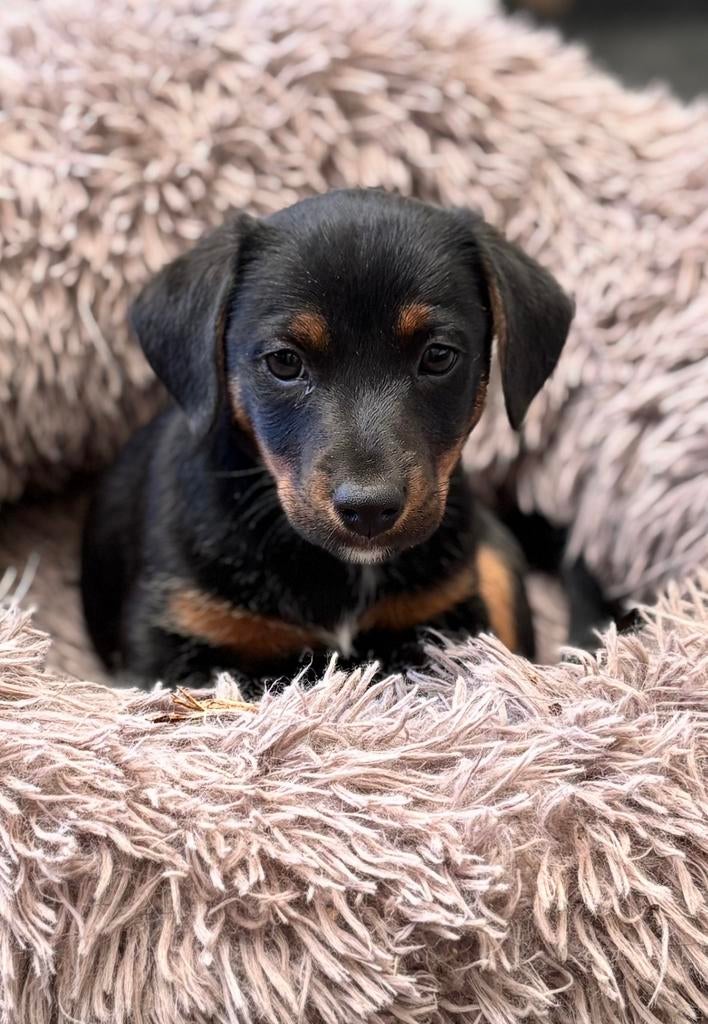 3 lieve jack russel pups, Dieren en Toebehoren, Parvo, Jack Russell Terriër, 8 tot 15 weken, Meerdere