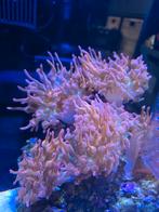 Sunburst anemoon - 1 stuk beschikbaar, Vis