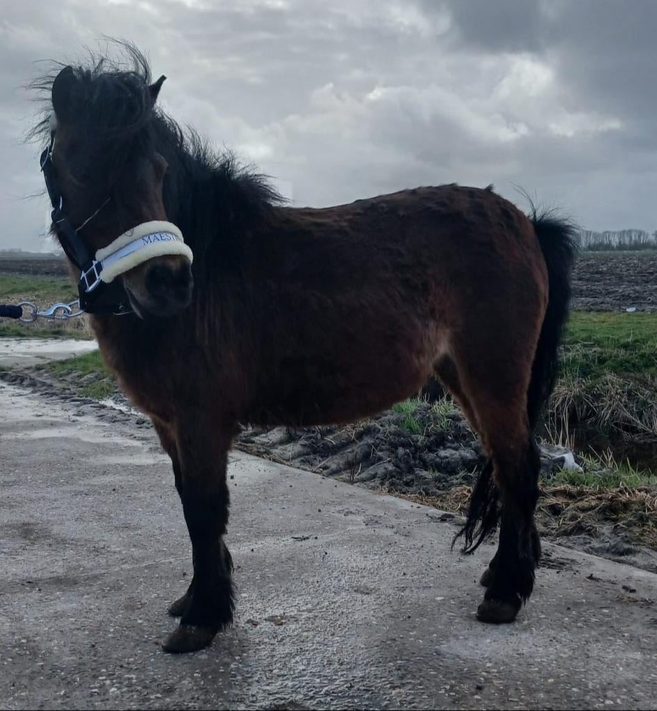 Meerdere super lieve shetlanders en 2b ponys, Dieren en Toebehoren, Meerdere dieren, A pony (tot 1.17m), 7 tot 10 jaar