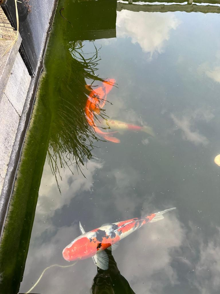 Koi karpers, vijverpompen, filterbak en uv-lamp, Dieren en Toebehoren, Vissen | Vijvervissen, Karper of Koi
