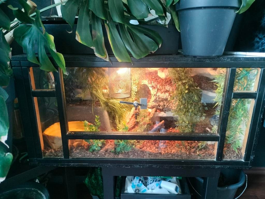 Terrarium met 3D achtergrond, Dieren en Toebehoren, Reptielen en Amfibieën | Toebehoren, Ophalen