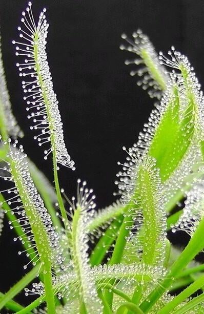 Bladstek Drosera capensis 'Alba', Huis en Inrichting, Kamerplanten, Ophalen of Verzenden, Overige soorten