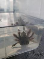 Axolotl baby's, Dieren en Toebehoren, Overige Dieren, Geslacht onbekend, Na 1 juli 2024