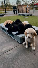 Lieve pups Labradoodle x Duitse Staande zwart en blond!, CDV (hondenziekte), 8 tot 15 weken, Meerdere, Meerdere dieren
