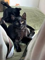 Kittens per direct te koop perzisch europese korthaar, Dieren en Toebehoren, Katten en Kittens | Overige Katten, Meerdere dieren