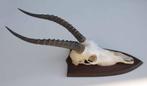 Schedel Afrikaanse BLESBOK op schild (gewei), Verzamelen, Dierenverzamelingen, Ophalen of Verzenden, Gebruikt, Wild dier, Schedel