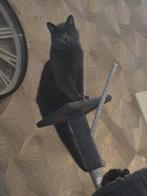 Super lieve Britse korthaar dame, Dieren en Toebehoren, Katten en Kittens | Overige Katten, Poes