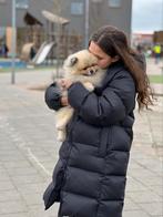 Pomeriaan dekrue fci stamboom, Dieren en Toebehoren, Honden | Poolhonden, Keeshonden en Oertypen, Reu, Eén hond, 3 tot 5 jaar