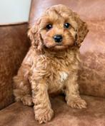 Cavapoo pups 1500€ nog 2 teefjes en 2 reutjes beschikbaar, Dieren en Toebehoren, Honden | Chihuahua's en Gezelschapshonden, Nederland