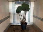 Jun kaizuka tuinbonsai solitair scherm vertakt, Tuin en Terras, Ophalen of Verzenden, Volle zon, Overige soorten