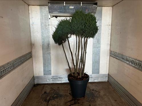Jun kaizuka tuinbonsai solitair scherm vertakt, Tuin en Terras, Planten | Bomen, Overige soorten, Volle zon, Ophalen of Verzenden