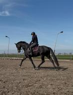 Merrie te koop! Paard te koop!, Dieren en Toebehoren, Paarden, Merrie, B, Gechipt, Dressuurpaard