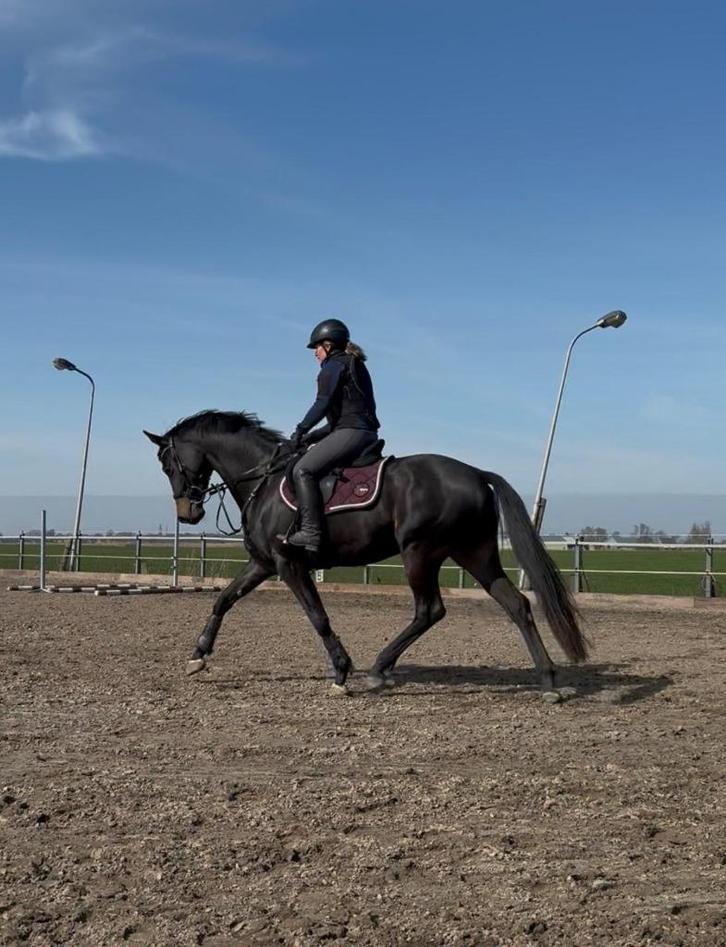 Merrie te koop! Paard te koop! Gekeurd., Dieren en Toebehoren, Paarden, Merrie, B, 165 tot 170 cm, 3 tot 6 jaar, Dressuurpaard