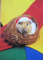 cavia in mandje op ansichtkaart, Verzamelen, Verzenden, 1980 tot heden, Gelopen, Knaagdier