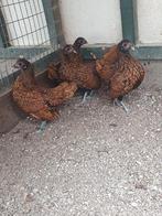 Sebright Goudzwartgezoomd, Dieren en Toebehoren, Pluimvee, Meerdere dieren, Kip