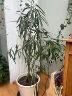 Grote Ficus Alii (Binnendijkii) – prachtige kamerplant, Ophalen of Verzenden, Ficus, Halfschaduw