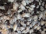 Porcellio laevis Dairy cow pissebedden, Dieren en Toebehoren, Overige soorten, Tam, 0 tot 2 jaar