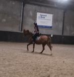 Verzorgpony Gezocht in Montfoort, Ophalen of Verzenden