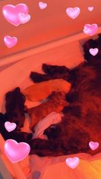 Prachtige Boomer pups te koop, Parvo, 8 tot 15 weken, Teef, Meerdere