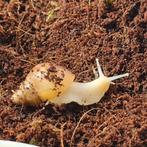 Jonge Albino reuzenslakken (Achatina Fulica), Overige soorten, Tam, 0 tot 2 jaar