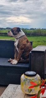 Amerikaanse bulldog teefje, 1 tot 2 jaar, Teef, Bulldog, Eén hond
