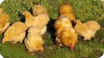 Cochin krielkippen., Dieren en Toebehoren, Pluimvee, Vrouwelijk, Kip