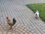 Haan en kip, Dieren en Toebehoren, Pluimvee, Meerdere dieren, Kip